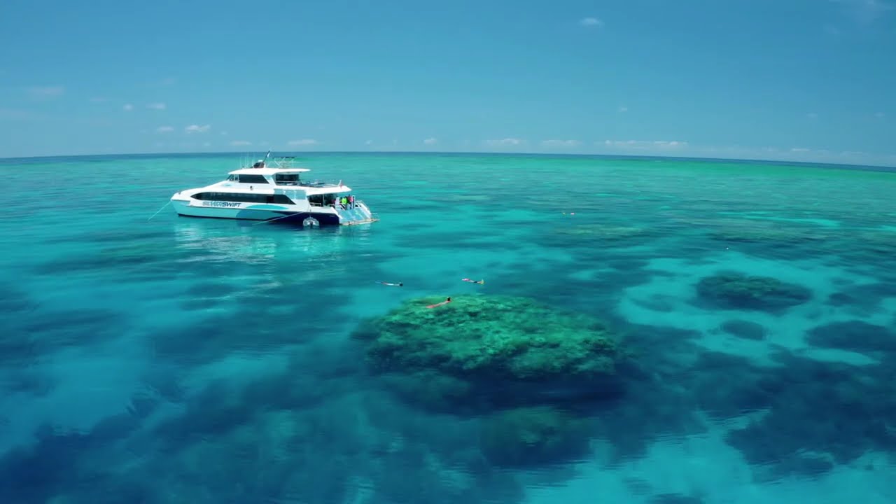Snorkellers diving, reef below